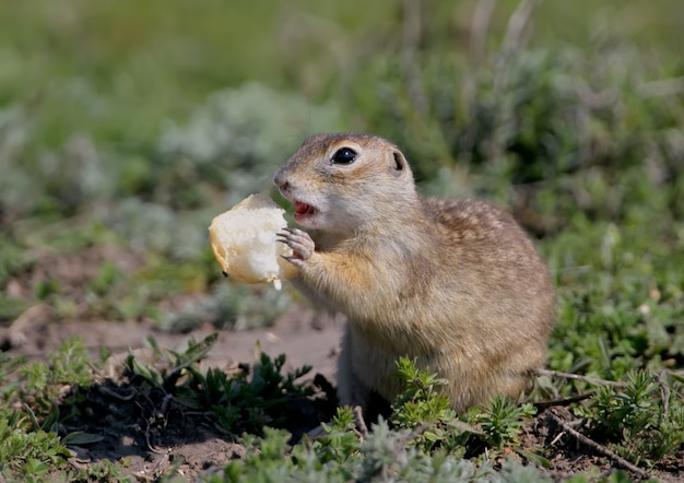 The speckled ground squirrel or spotted souslik Spermophilus suslicus on the ground eating a bread