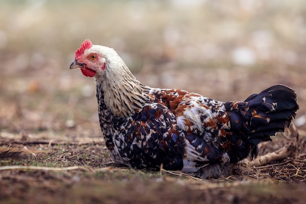 Speckled hen with brown and white feathers