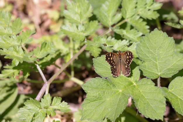 Speckled Wood Butterfly sitting on a leaf in the spring sunshine