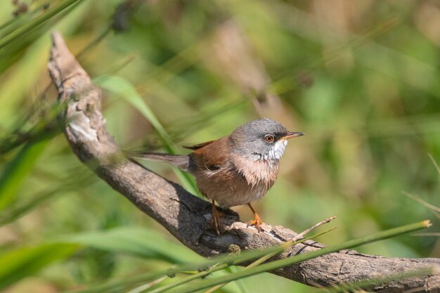 Spectacled warbler Sylvia conspicillata Malaga Spain