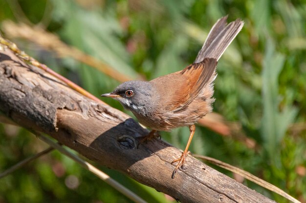 Spectacled warbler Sylvia conspicillata Malaga Spain