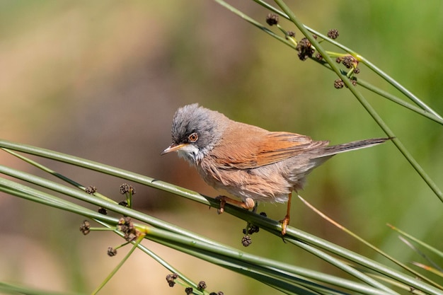 Spectacled warbler Sylvia conspicillata Malaga Spain