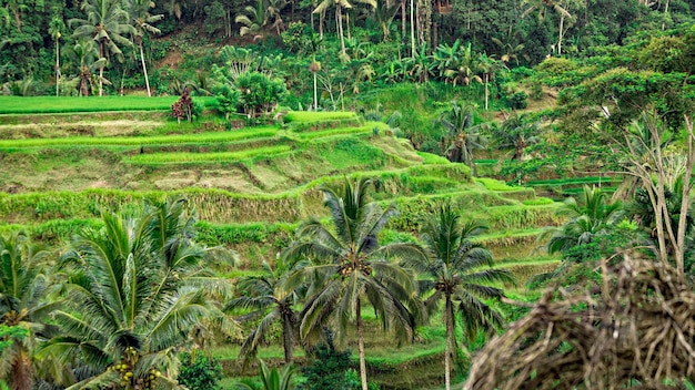 Spectacular view of Jatiluwih Rice Terrace, Unesco World Site, Bali, Indonesia