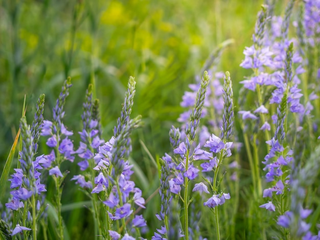 Speedwell flowers grow in the field.