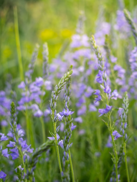 Speedwell flowers grow in the field.