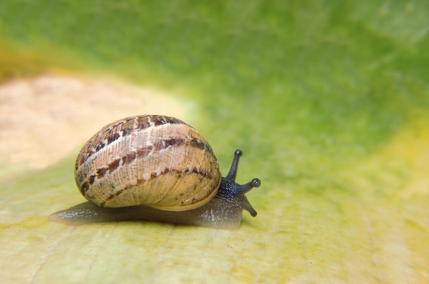 Speedy snail on a dewy grass