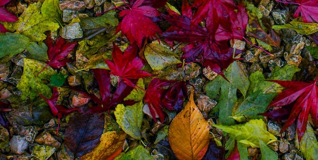 A Spellbinding Picture Unveiling the Alluring Patterns of a Textured Wooden Surface