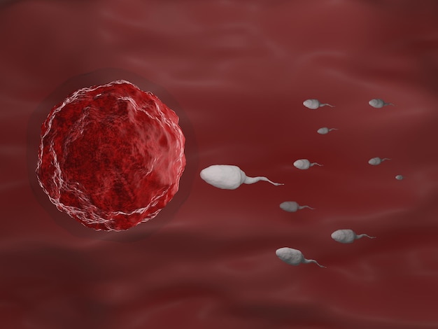 Sperm enters the uterus at or near the time of ovulation 3d rendering.