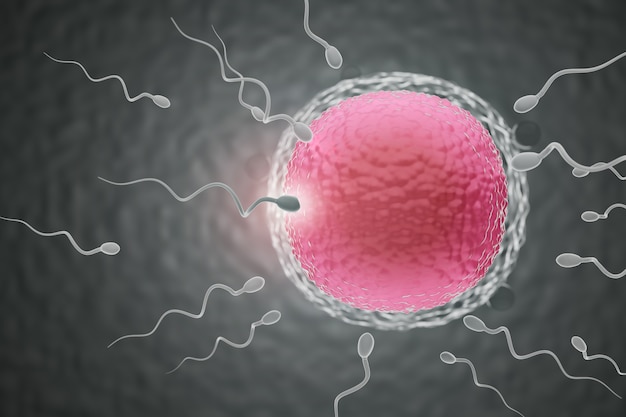 Sperm swimming towards the red egg in a dark background. 3D Illustration Rendering.