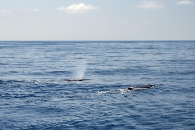 Sperm whale on sea surface