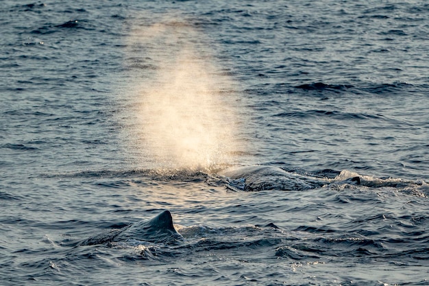 Sperm Whale at sunset in mediterranean Sea