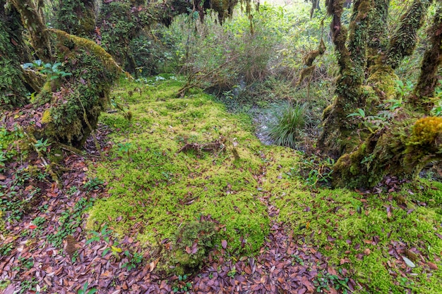 Sphagnum moss in Ang Ka Luang Nature Trail Doi Inthanon National Park