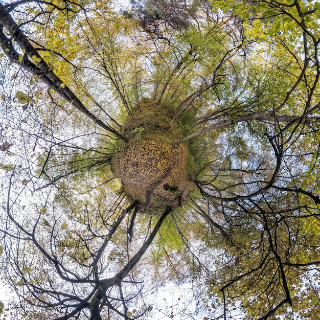 Spherical abstract aerial view in forest with clumsy branches in gold autumn tiny planet transformation of spherical panorama 360 degrees Curvature of space