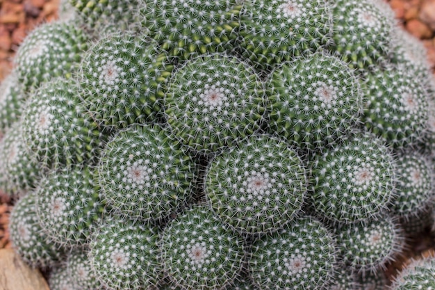 Spherical cactus.