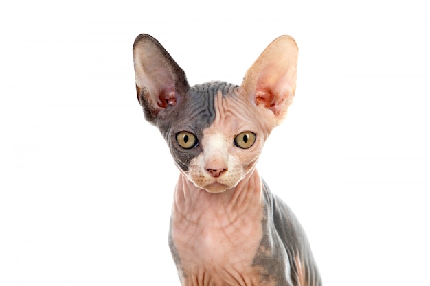 Sphinx cat