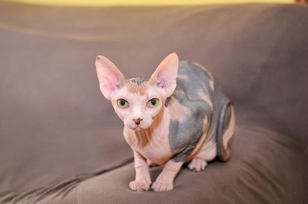 Sphinx purebred cat sitting on dark armchair