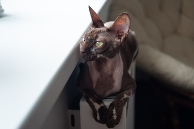 Sphynx cat sits on the battery near the window and warms up