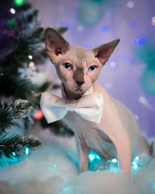 Sphynx Cat with bow tie around neck against background Christmas tree and festive Christmas lights