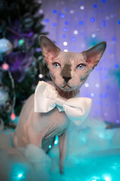 Sphynx Cat with bow tie around neck on background of Christmas tree and lights New Year decorations