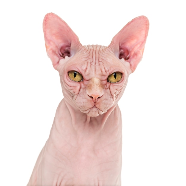 Sphynx Hairless Cat posing isolated