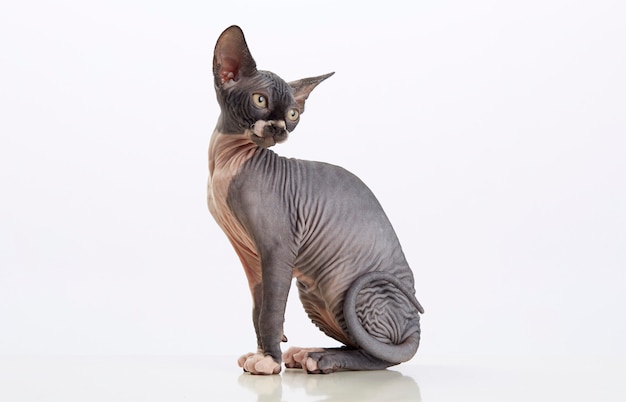 Sphynx hairless cat sitting