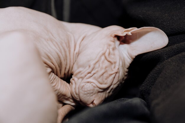 Sphynx hairless cat sleeps on the owner's lap