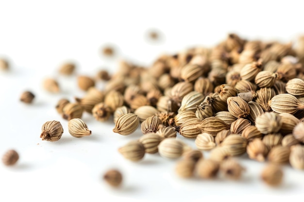 Spice Sensation Coriander Seeds on Transparent Background