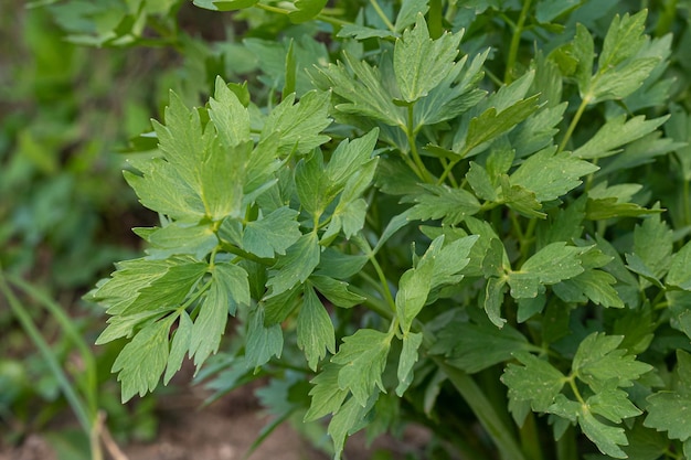 Spices and Herbs Lovage plant Levisticum officinale growing in the garden