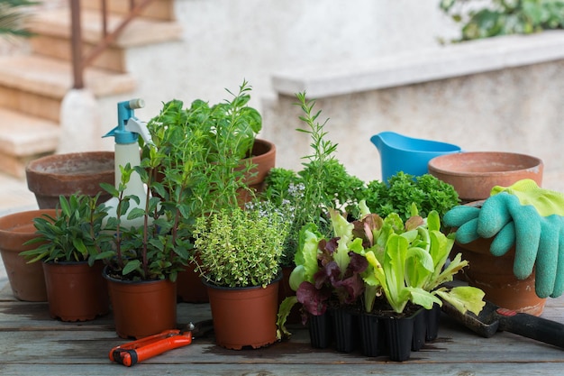 Spicy herbs and lettuce for urban garden. Activity stimulating mental and brain health. Planting and growing spicy herbs, local food, eco-friendly hobby and leisure, sustainable consumption concept.