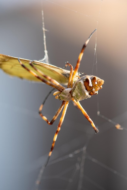 Spider beautiful silver spider wrapping a butterfly in its web natural light selective focus