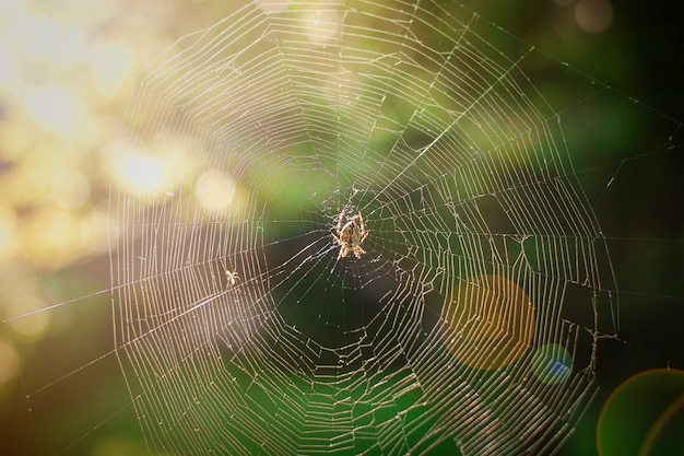 The spider climbs on the web on green