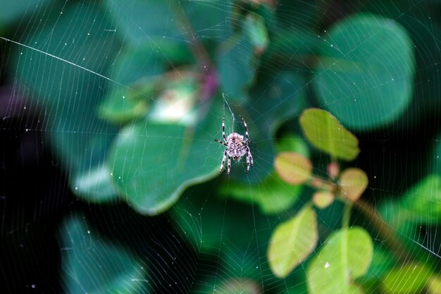 A spider on the cobweb waiting for a prey