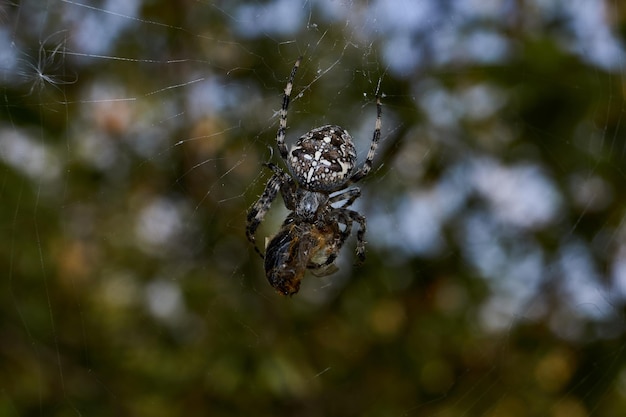 Spider-cross (lat. Araneus). The bee got into the web of the spider-cross.