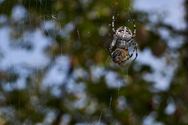 Spider-cross (lat. Araneus). The bee got into the web of the spider-cross.