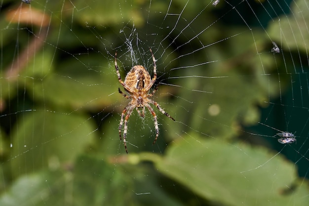 The spider-cross (lat. Araneus) sits in the center of the web and waits for prey caught in the web.