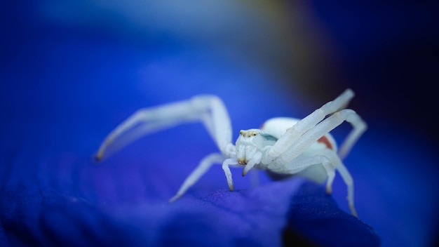 Spider in a defensive posture on a flower petal