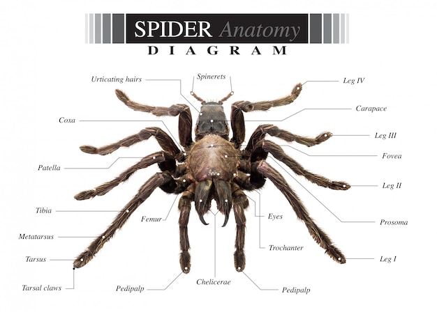 Photo spider diagram