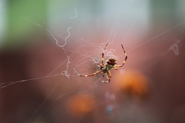 Spider eating bug