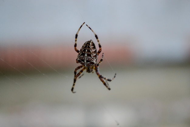 Spider eating a fly on his web European garden spider diadem spider cross spider crowned orb weaver araneus diadematus