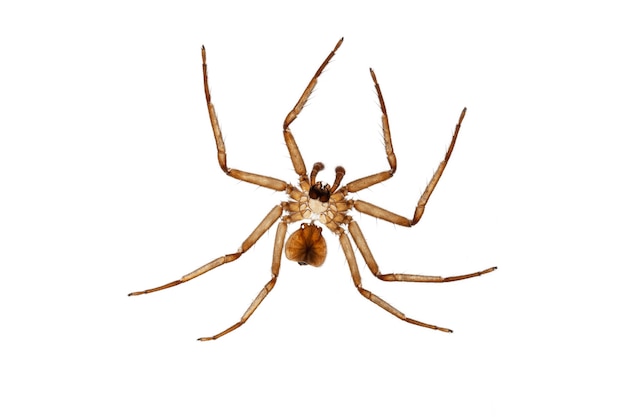 Spider exoskeleton after molt in white background - ecdysis