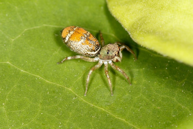 The spider on green leaf in nature