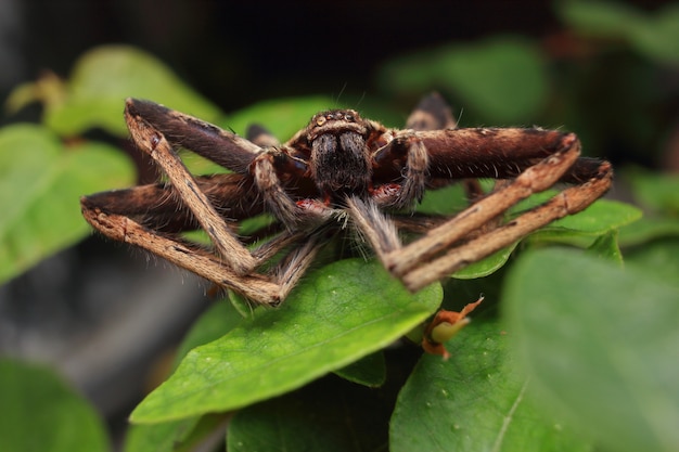 Spider on green leaf.