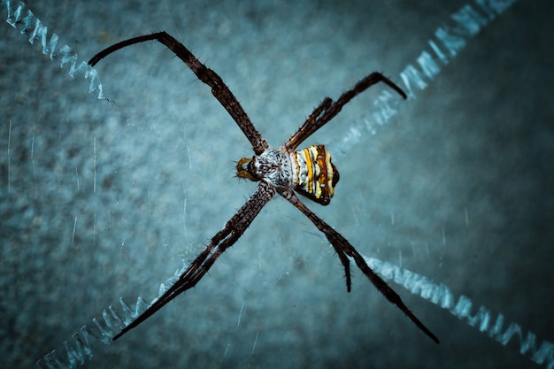 Spider on her web waiting for a fly.