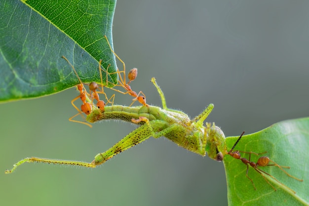 the spider is guarding the egg