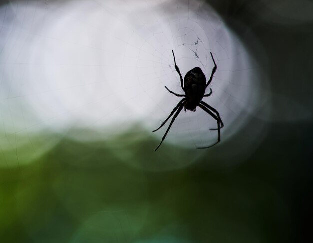 A spider is sitting on a web with a blurry background.