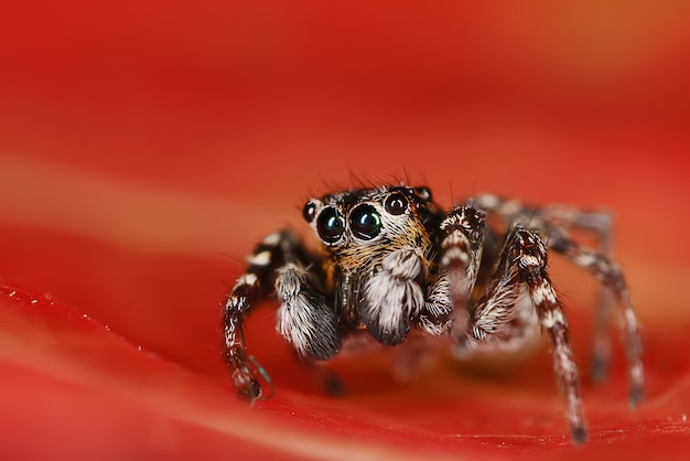 spider jumper macro, arachnophobia, beautiful jumping spider, poisonous spider