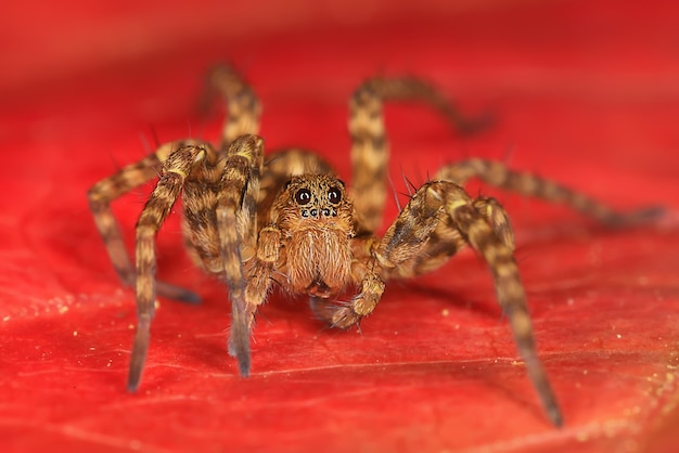 spider jumper macro, arachnophobia, beautiful jumping spider, poisonous spider