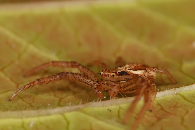 spider jumper macro, arachnophobia, beautiful jumping spider, poisonous spider