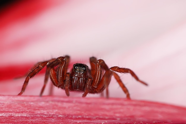 spider jumper macro, arachnophobia, beautiful jumping spider, poisonous spider