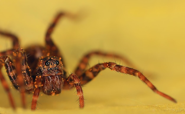 spider jumper macro, arachnophobia, beautiful jumping spider, poisonous spider